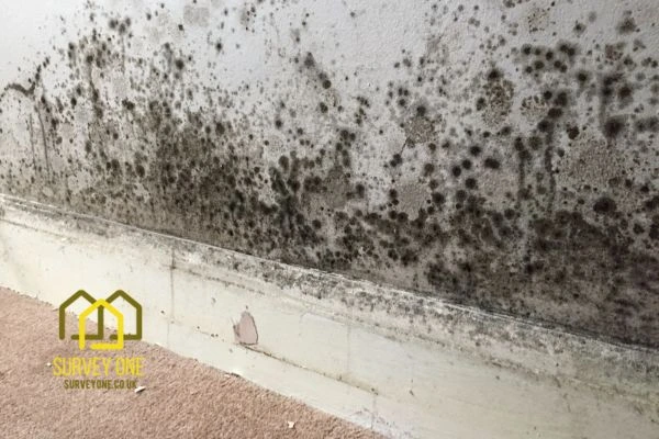 What’s the First Step to Take When You Notice Damp on a Party Wall Rushden?